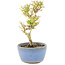 Ligustrum, 15 cm, ± 5 years old
