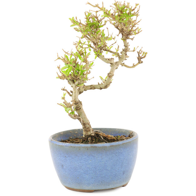 Ligustrum, 15 cm, ± 5 años