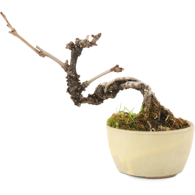 Akebia quinata, 14 cm, ± 8 Jahre alt