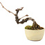 Akebia quinata, 14 cm, ± 8 ans