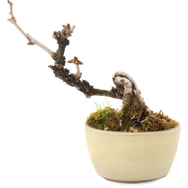 Akebia quinata, 14 cm, ± 8 anni