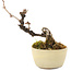 Akebia quinata, 14 cm, ± 8 ans