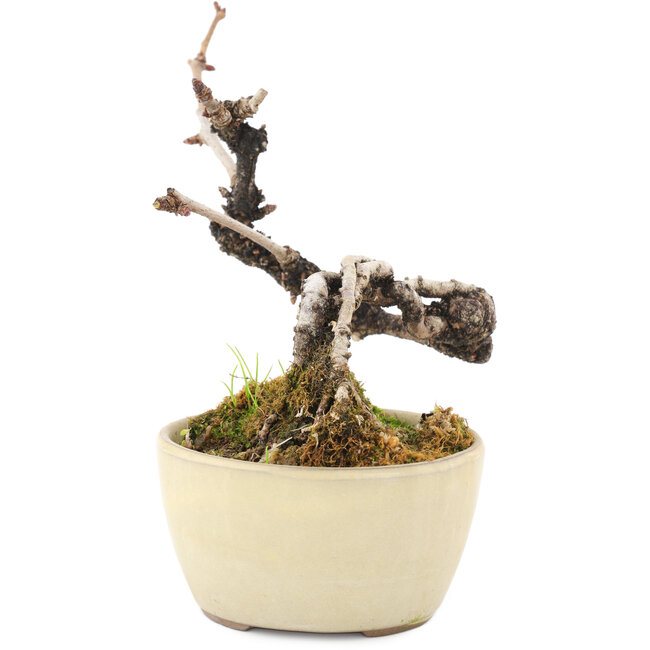 Akebia quinata, 14 cm, ± 8 jaar oud