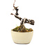 Akebia quinata, 14 cm, ± 8 ans