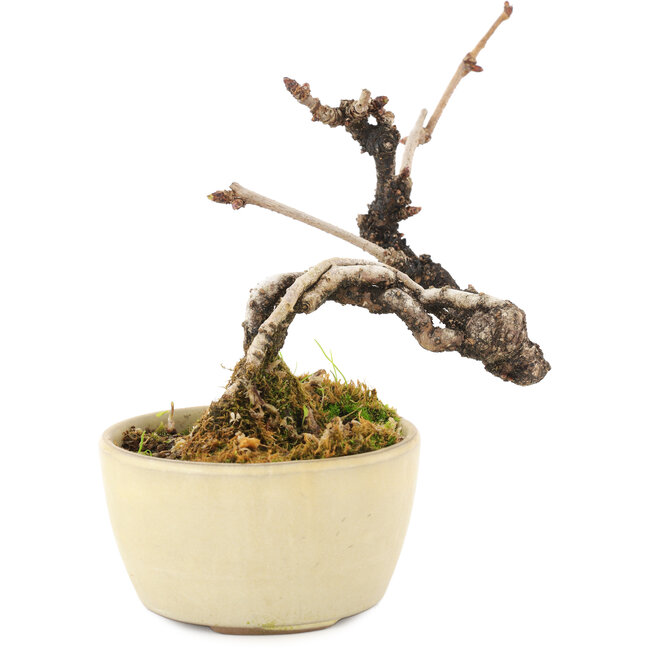 Akebia quinata, 14 cm, ± 8 ans