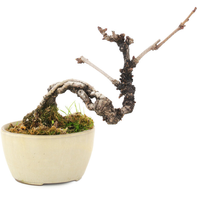 Akebia quinata, 14 cm, ± 8 ans