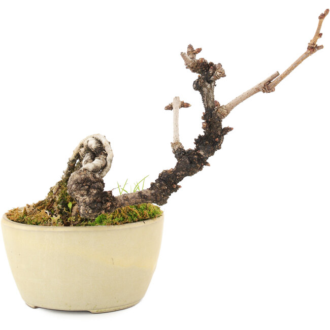 Akebia quinata, 14 cm, ± 8 años