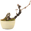 Akebia quinata, 14 cm, ± 8 ans