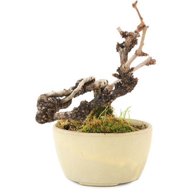 Akebia quinata, 14 cm, ± 8 ans