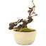 Akebia quinata, 14 cm, ± 8 ans