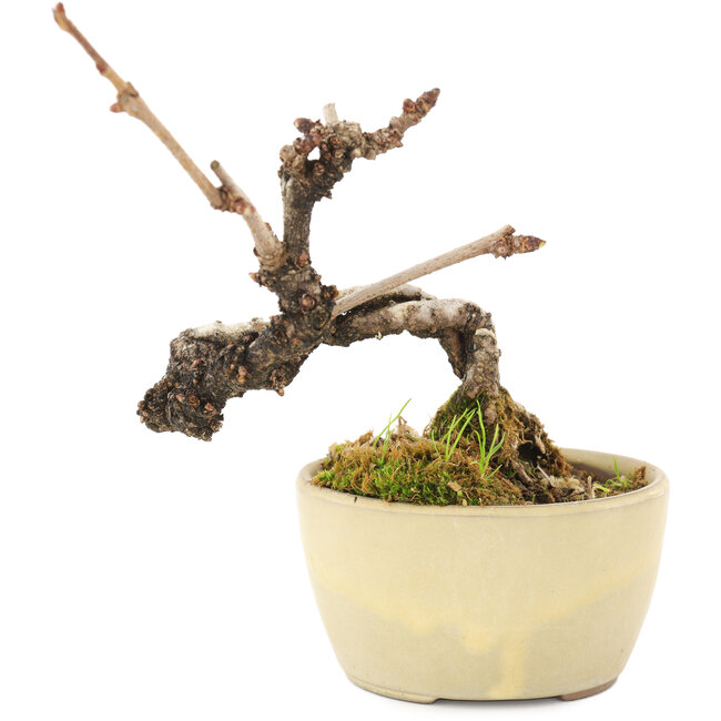 Akebia quinata, 14 cm, ± 8 años