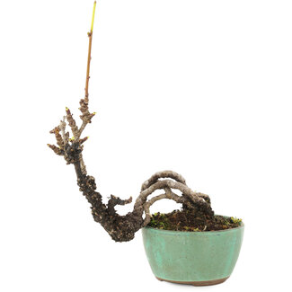 Akebia quinata, 14,5 cm, ± 8 ans