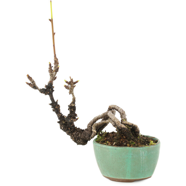 Akebia quinata, 14,5 cm, ± 8 ans