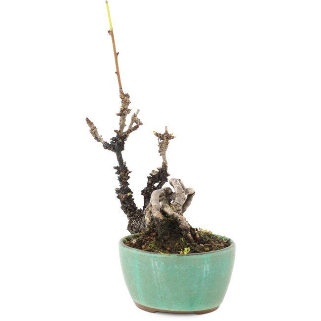 Akebia quinata, 14,5 cm, ± 8 jaar oud