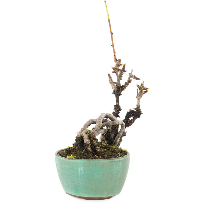 Akebia quinata, 14,5 cm, ± 8 anni