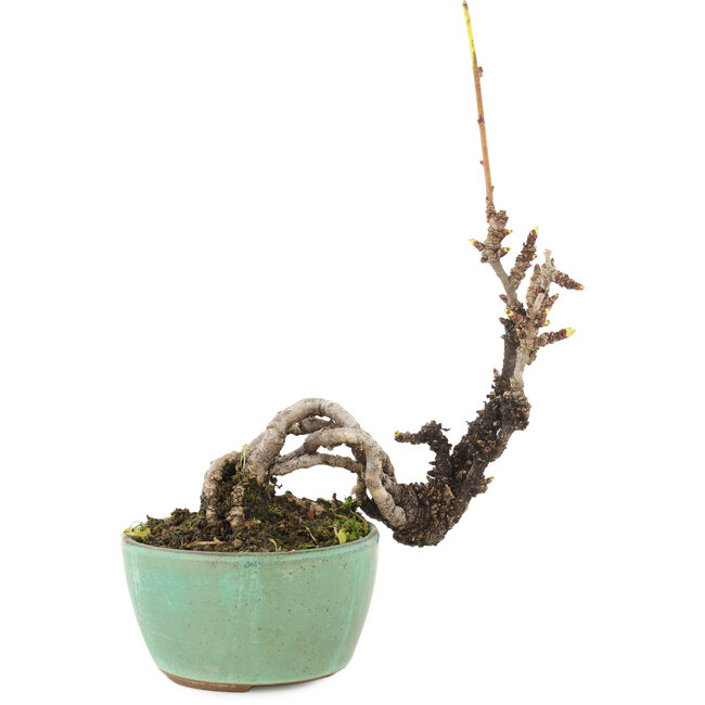 Akebia quinata, 14,5 cm, ± 8 anni