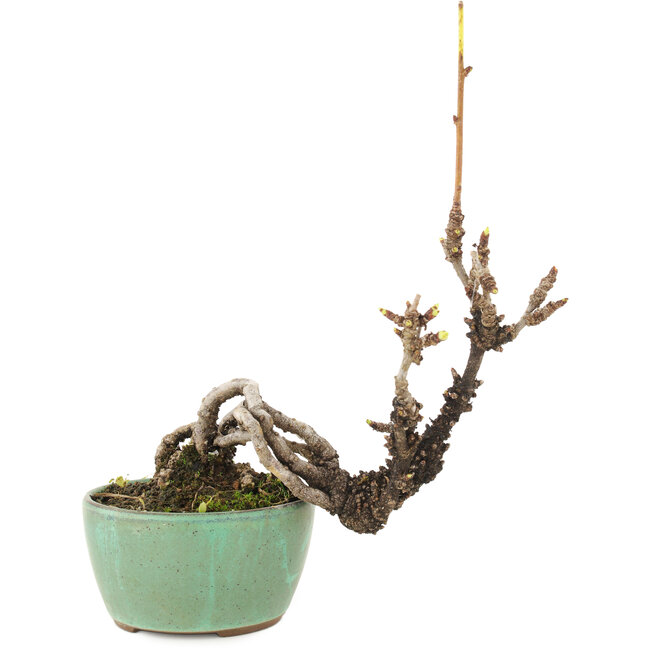 Akebia quinata, 14,5 cm, ± 8 anni