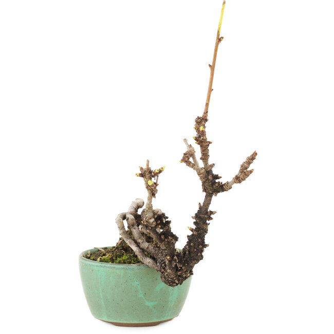 Akebia quinata, 14,5 cm, ± 8 ans