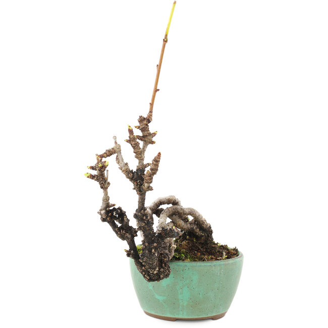 Akebia quinata, 14,5 cm, ± 8 jaar oud