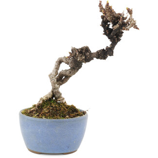 Akebia quinata, 16 cm, ± 8 años