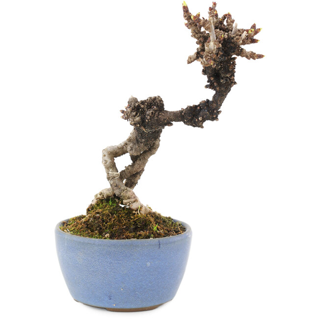 Akebia quinata, 16 cm, ± 8 Jahre alt