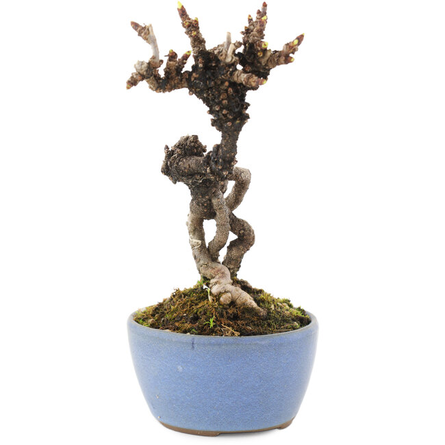 Akebia quinata, 16 cm, ± 8 años