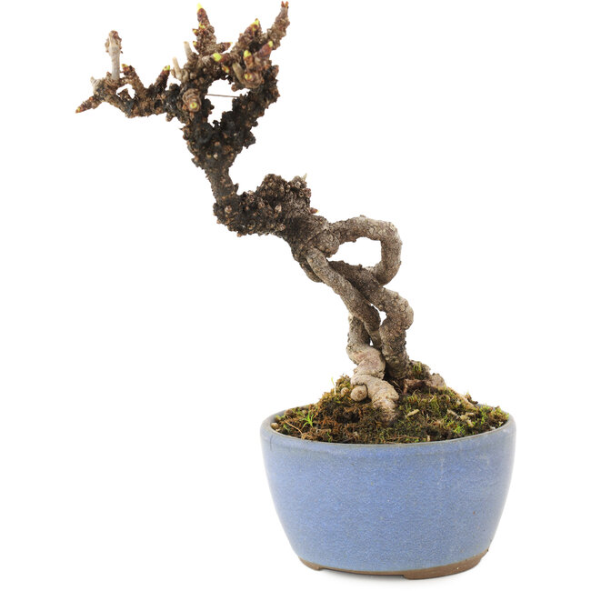 Akebia quinata, 16 cm, ± 8 años