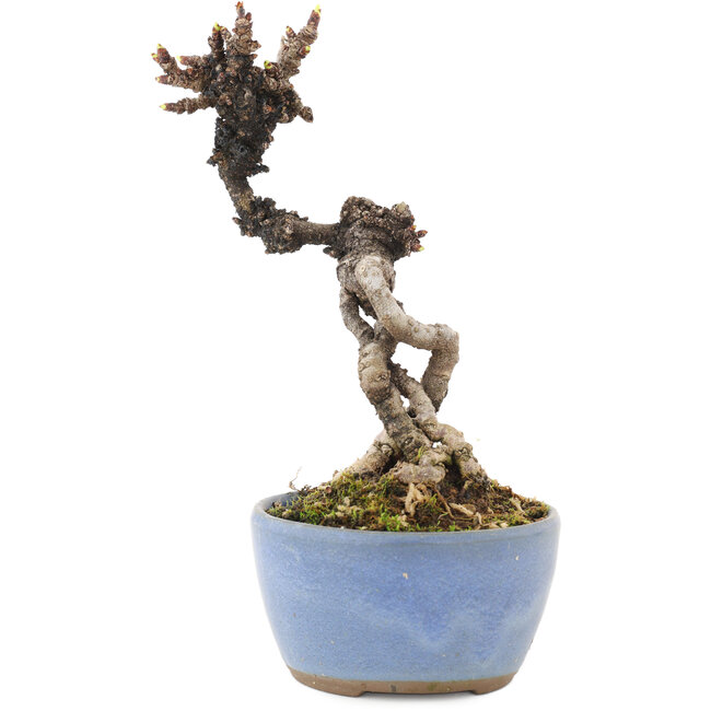 Akebia quinata, 16 cm, ± 8 ans