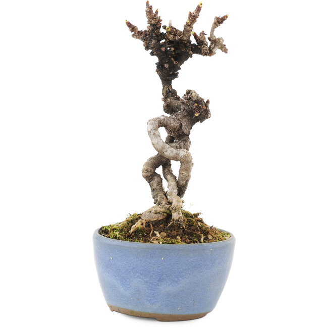 Akebia quinata, 16 cm, ± 8 jaar oud