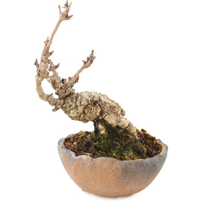 Akebia quinata, 14,5 cm, ± 10 jaar oud, in pot met ontbrekende voet