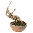 Akebia quinata, 14,5 cm, ± 10 ans, en pot avec un pied manquant