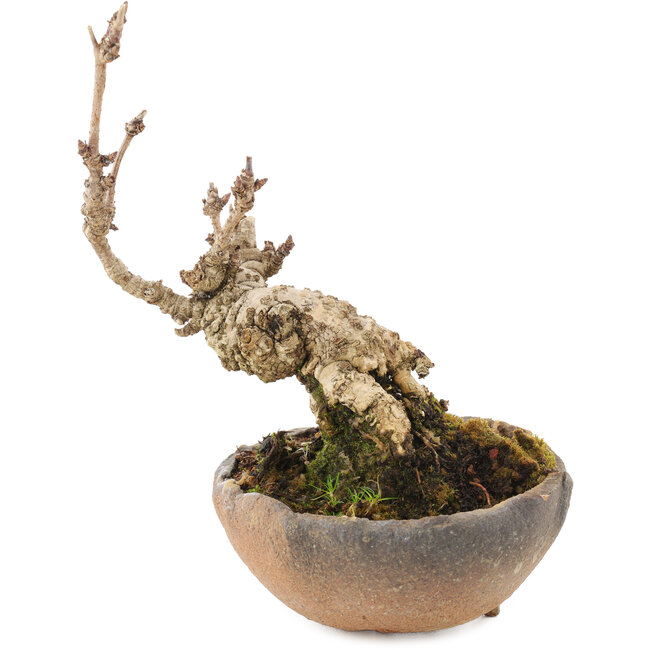 Akebia quinata, 14,5 cm, ± 10 years old, in a pot with a missing foot