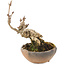 Akebia quinata, 14,5 cm, ± 10 ans, en pot avec un pied manquant