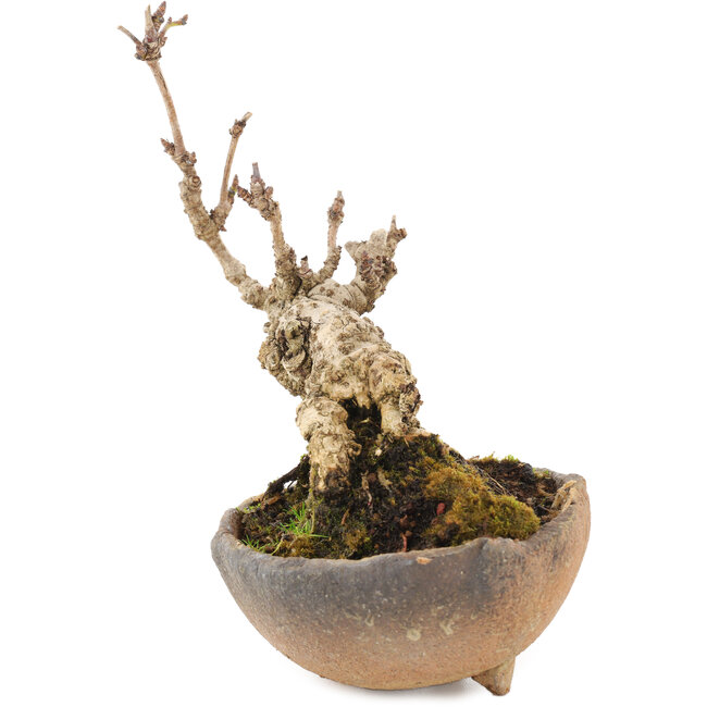 Akebia quinata, 14,5 cm, ± 10 jaar oud, in pot met ontbrekende voet