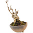 Akebia quinata, 14,5 cm, ± 10 ans, en pot avec un pied manquant