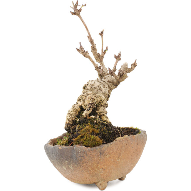 Akebia quinata, 14,5 cm, ± 10 jaar oud, in pot met ontbrekende voet