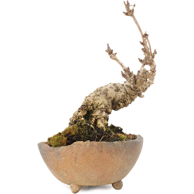 Akebia quinata, 14,5 cm, ± 10 ans, en pot avec un pied manquant