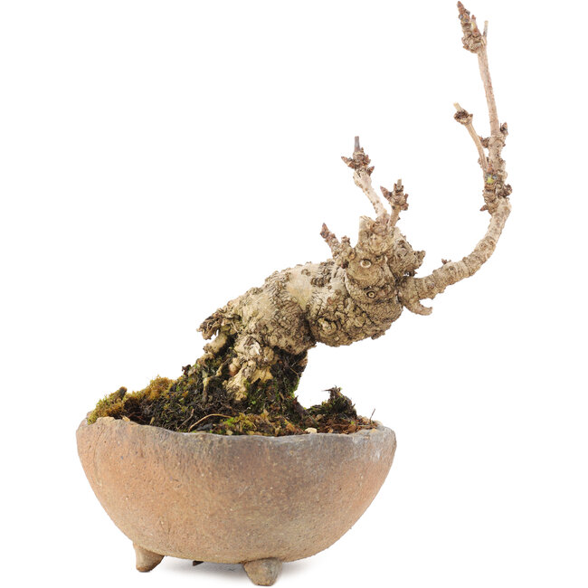 Akebia quinata, 14,5 cm, ± 10 jaar oud, in pot met ontbrekende voet