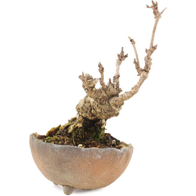 Akebia quinata, 14,5 cm, ± 10 jaar oud, in pot met ontbrekende voet