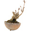 Akebia quinata, 14,5 cm, ± 10 ans, en pot avec un pied manquant