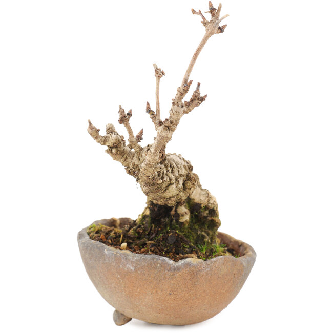 Akebia quinata, 14,5 cm, ± 10 anni, in vaso con piede mancante