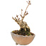 Akebia quinata, 14,5 cm, ± 10 ans, en pot avec un pied manquant