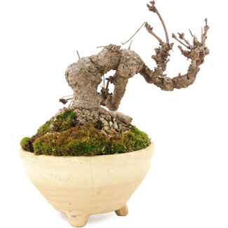 Akebia quinata, 12,5 cm, ± 10 ans