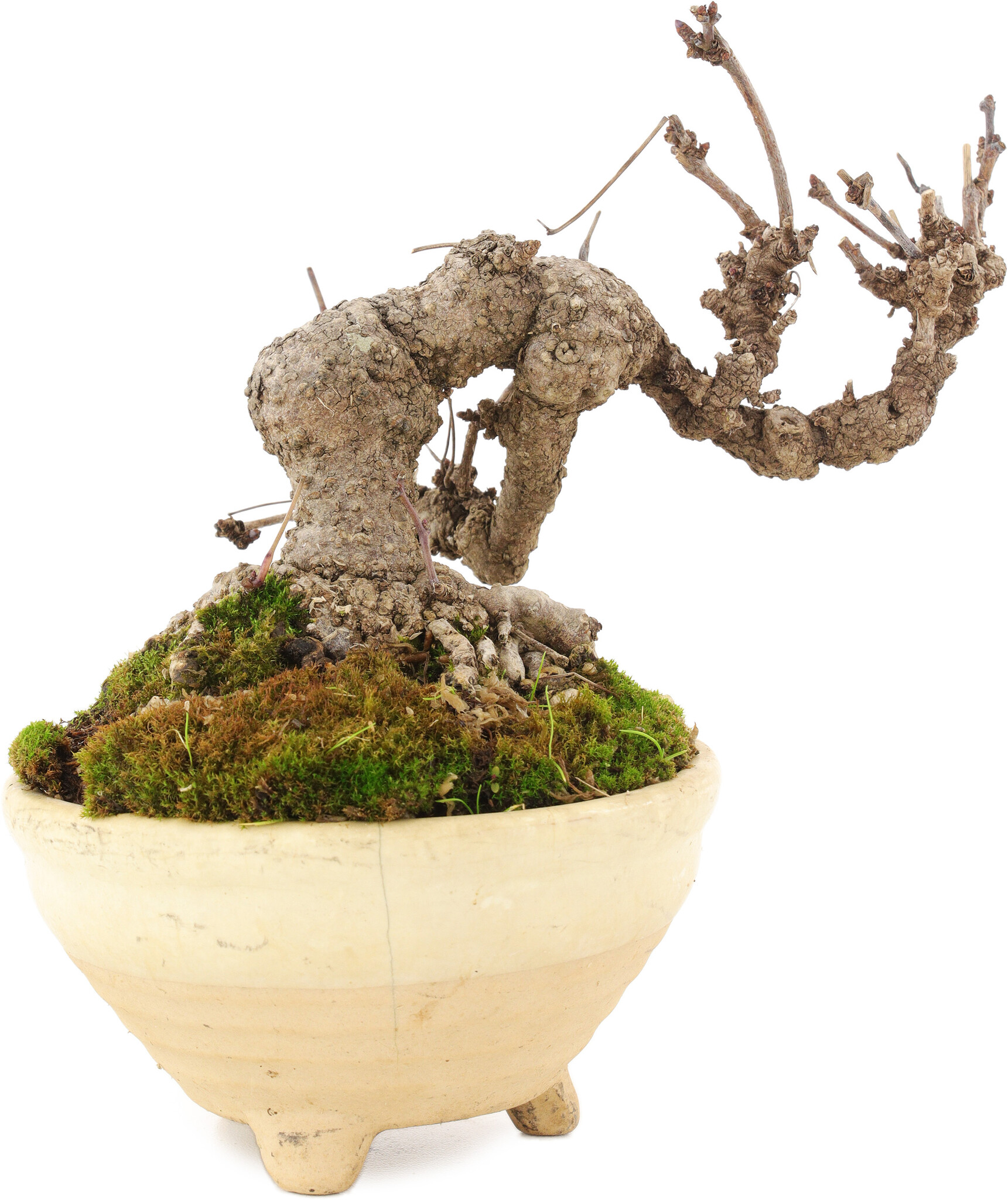 Akebia quinata, 12,5 cm,  10 Jahre alt - Bonsai Plaza