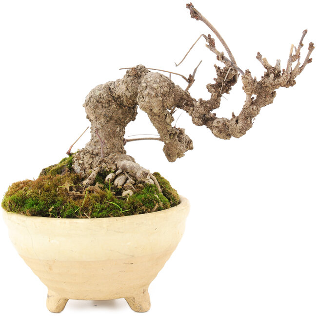 Akebia quinata, 12,5 cm, ± 10 jaar oud