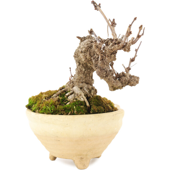 Akebia quinata, 12,5 cm, ± 10 Jahre alt