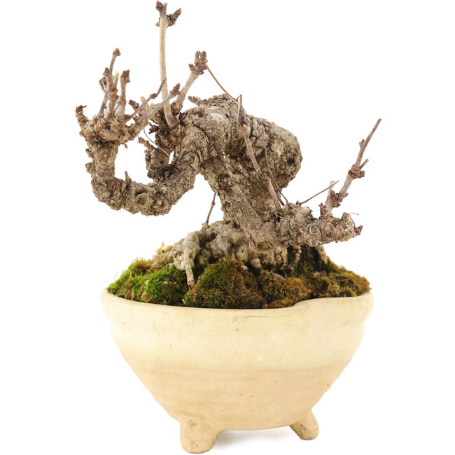 Akebia quinata, 12,5 cm, ± 10 Jahre alt