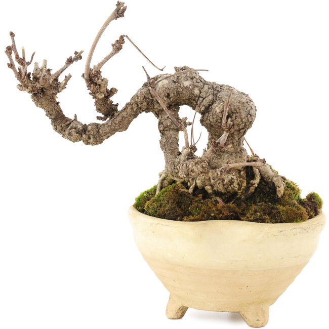 Akebia quinata, 12,5 cm, ± 10 years old