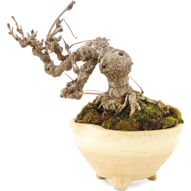 Akebia quinata, 12,5 cm, ± 10 jaar oud