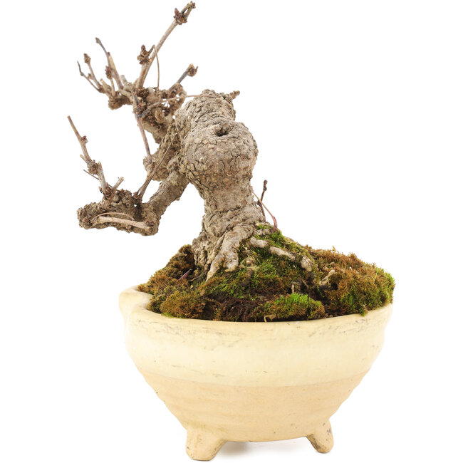 Akebia quinata, 12,5 cm, ± 10 ans